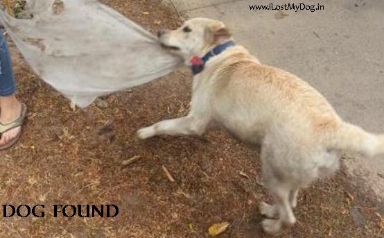 Labrador Dog Found in Mohali_1