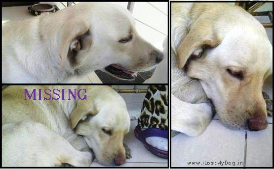 LEBO_Missing-Dog-in-Nagpur
