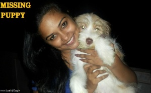 Missing puppies in Bangalore